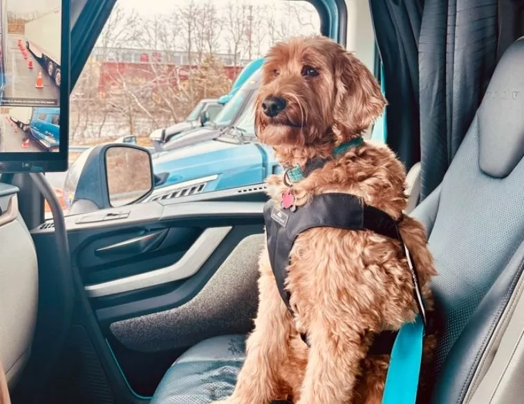 Volvo s'attaque à la sécurité des animaux